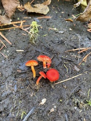 Hygrocybe substrangulata