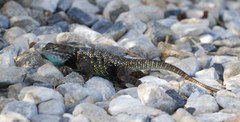 Sceloporus uniformis