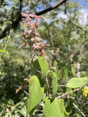Salvia lasiantha