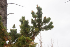 Pinus longaeva