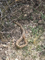 Crotalus pyrrhus