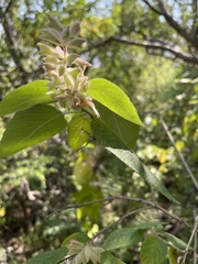 Salvia lasiantha