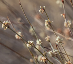 Eriogonum elongatum