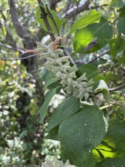 Salvia lasiantha