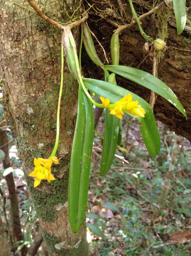 Bulbophyllum auriflorum