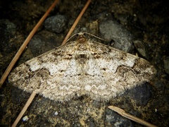 Pseuderannis lomozemia