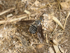 Poecilanthrax californicus