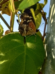 Anthanassa texana texana