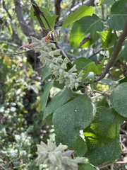 Salvia lasiantha
