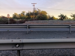 Nothoprocta perdicaria