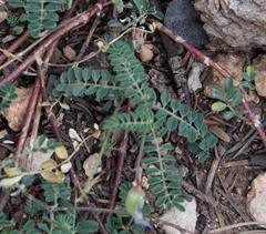 Astragalus praelongus