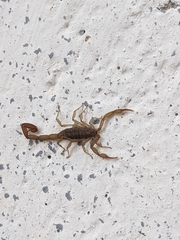 Centruroides limpidus