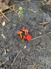 Hygrocybe substrangulata