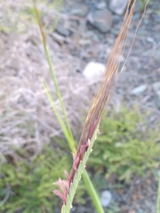 Heteropogon contortus