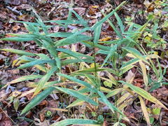 Chasmanthium latifolium