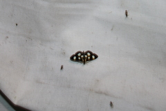 Anania funebris