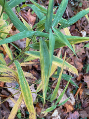 Chasmanthium latifolium
