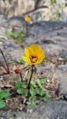 Zephyranthes tubispatha