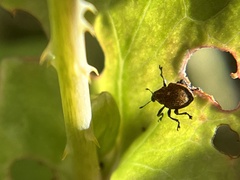 Rhinoncomimus latipes