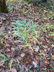 Chasmanthium latifolium