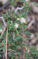Ceanothus fendleri