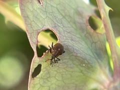 Rhinoncomimus latipes