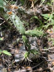 Opuntia pubescens