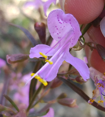 Dicerandra linearifolia