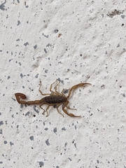 Centruroides limpidus