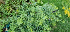 Baptisia