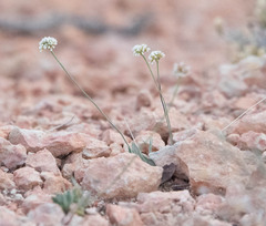 Eriogonum brevicaule