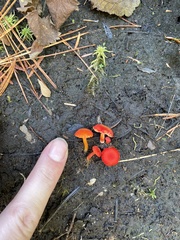 Hygrocybe substrangulata