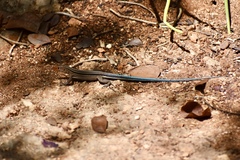 Pholidoscelis auberi