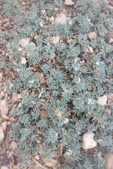 Astragalus kentrophyta