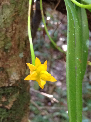Bulbophyllum auriflorum