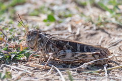 Hippiscus ocelote