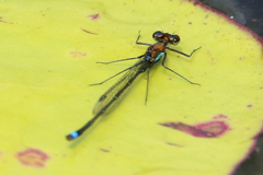 Austrocnemis splendida