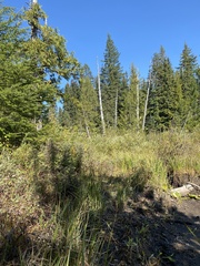 Hygrocybe substrangulata