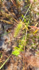 Setaria parviflora