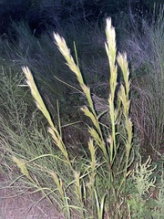 Andropogon glomeratus