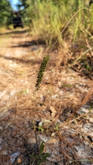 Setaria parviflora