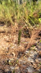Setaria parviflora