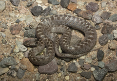 Hypsiglena chlorophaea