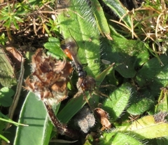 Agrothereutina