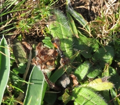 Agrothereutina