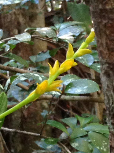 Bulbophyllum auriflorum
