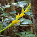 Bulbophyllum auriflorum - Photo (c) Lauren Gardiner, some rights reserved (CC BY-NC-SA), uploaded by Lauren Gardiner