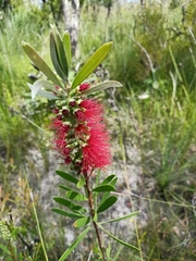 Melaleuca pachyphylla