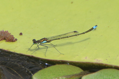 Austrocnemis splendida