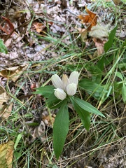 Gentiana villosa